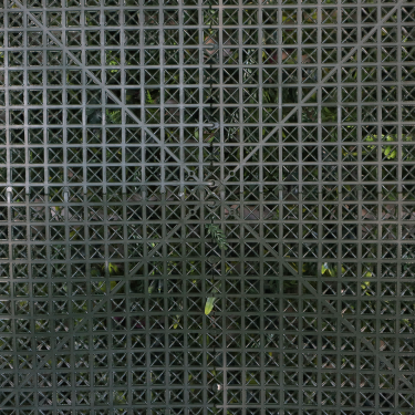 Green Wall Plants