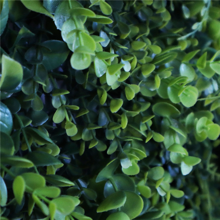 Green Wall Plants